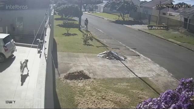 Vídeo mostra Pitbull atacando golden retriever com muita violência