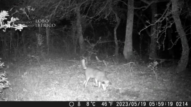 Avistamiento del posible primer chacal dorado vivo en España