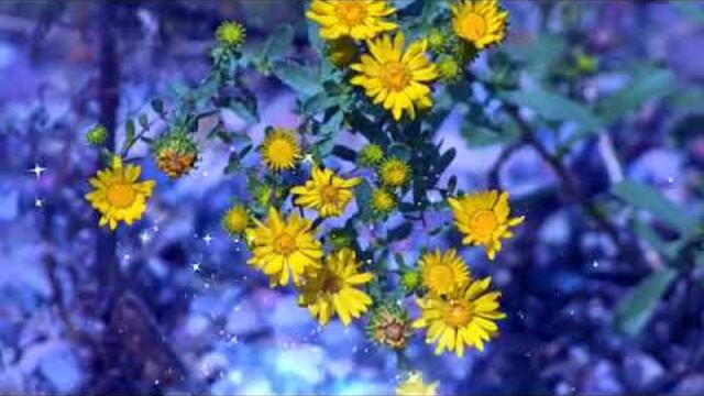 ТИХОГО  ЯСНОГО  УТРЕЧКА!