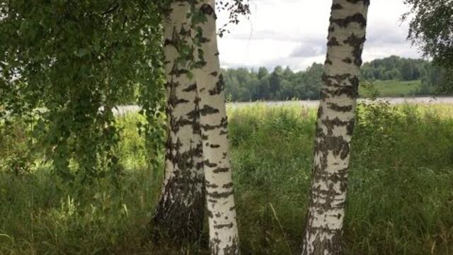 Русское Раздолье под Шикарную Музыку Сергея Чекалина!