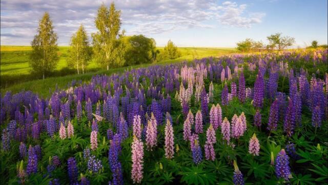 Цветы (flowers)