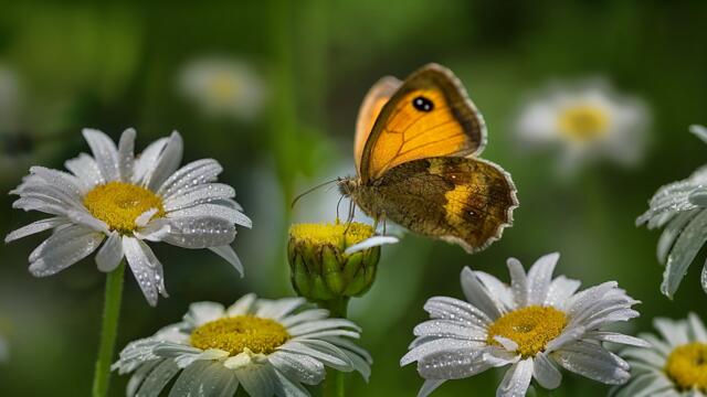 🦋🌼 Пеперуди върху бели цветя ... (Sergey Grischuk Music) 🌼🦋