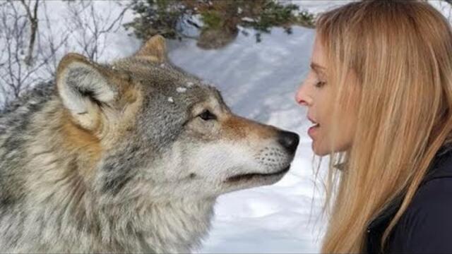 ‘WOLF FIGHT’- Return to the Giant Wolves of Norway