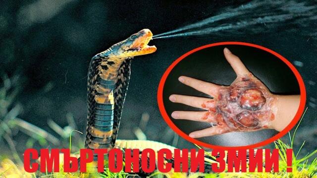 ТОП 5 - Най - отровните змии в света ( Опасни животни - класация )