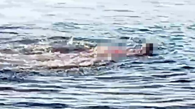 This Helpless Swimmer Was Bitten FIVE TIMES In A BRUTAL Shark Attack