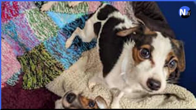 North west news update 11 July 2023: Lancashire couple banned from keeping dogs