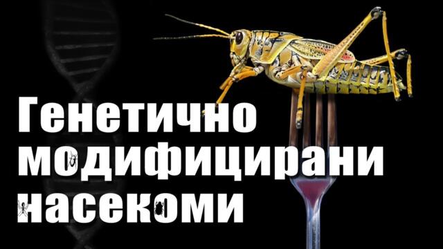 Генетично модифицирани насекоми - умишлени ли са рисковете?