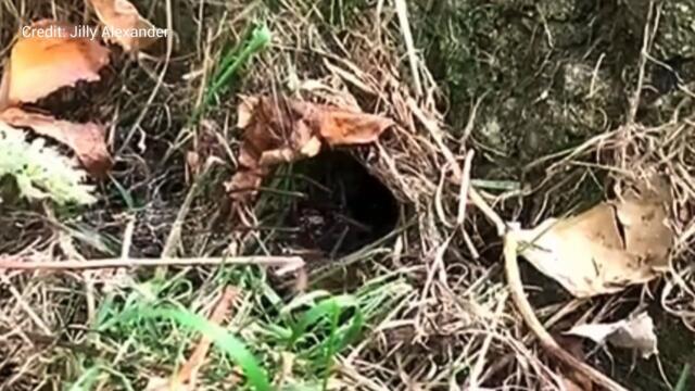 Could spider in Kent back garden be UK's largest?