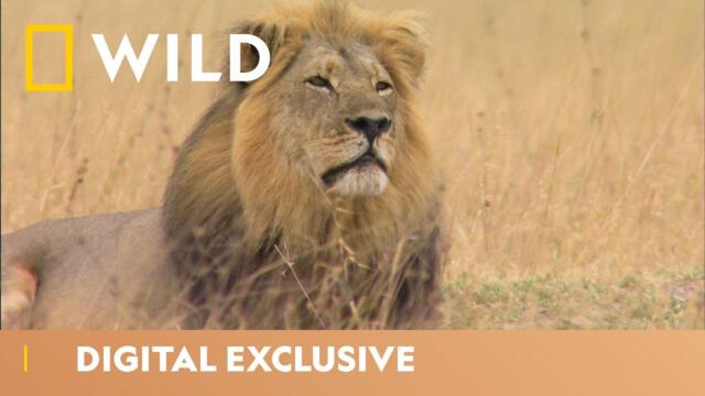 Cecil, The Most Famous Lion | Big Cat Week featuring Chris Packham | National Geographic Wild UK