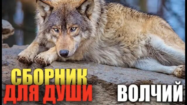 Волчий Шансон - Супер Хиты Блатных Хитов!