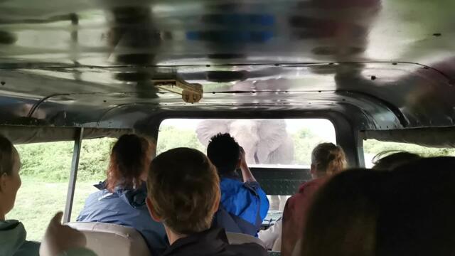 Elephant Versus Car Standoff | Wild-ish TV