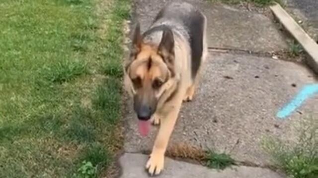 Person Gets Attacked By Dog They Thought Was Friendly