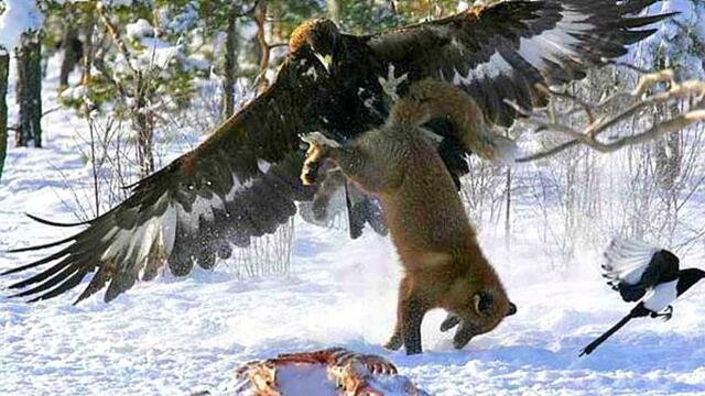 БЕРКУТ — крылатый убийца, нападающий на людей и волков! Беркут против оленя и лисы!