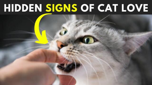 12 Secret Signs Your Cat Loves You But You Don't know