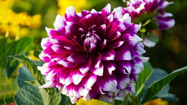 Сборник самых невероятно красивых и нежных мелодий, до глубины души! Музыка для души Сергея Чекалина