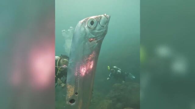 Giant ‘doomsday fish’ has rare close encounter with divers off Taiwan coast