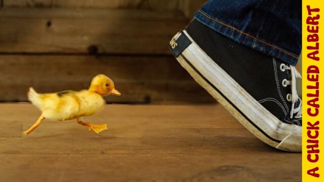 How To Make A Duckling Follow You