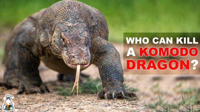 6 Animals That Could Defeat A Komodo Dragon