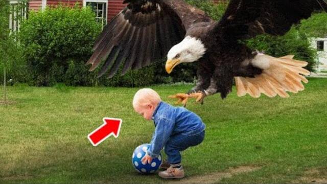 The Eagle Suddenly Attacked This Little Boy, But The Reason Behind Left Everyone in Shock!