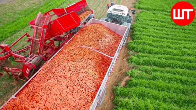 How Carrots are Harvested & Processed | Modern Carrot Processing Technology | Food Factory