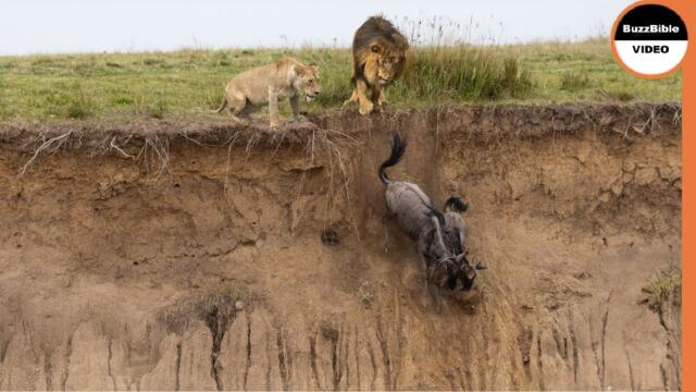 There Is No Way Out For Wildebeest From Lions