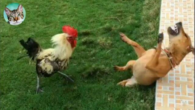 Chicken Wants To Bite Dog🐔🐶 - Funniest Animals Videos | Amazing Animals