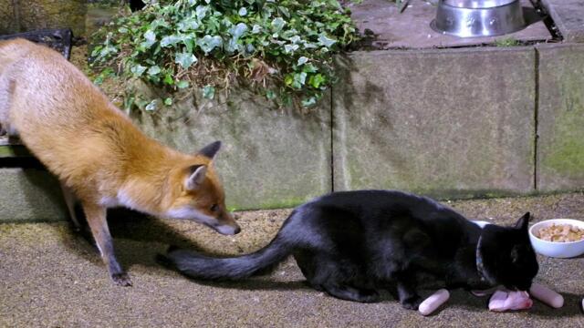Urban Fox & Cat Encounters - UHD 4K