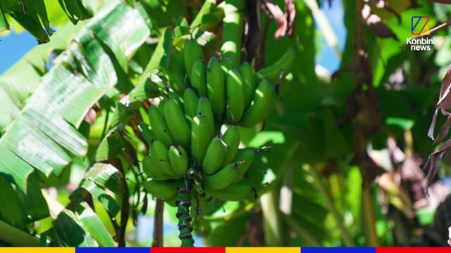 La vie à Mafate sur l'île de La Réunion : "C'est un style de vie complètement à part." l Reportage