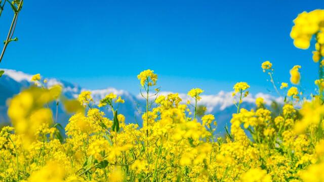 Эту музыку можно слушать вечно! Счастливое пробуждение с позитивной энергией!Музыка успокаивает душу