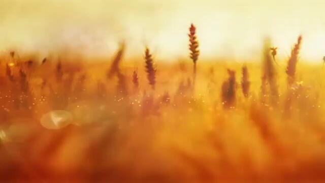 Песни на стихи Ирины Фляги