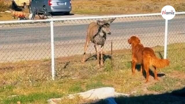 Deer approaches dog and stares: The next day, something extraordinary happens