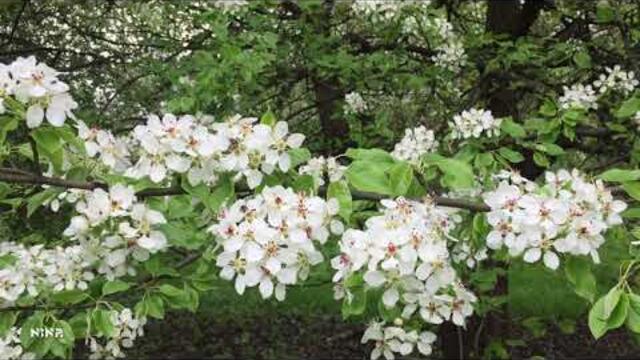 Весеннее Цветение под Очаровательную Музыку Сергея Чекалина!