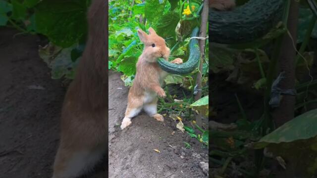 Сладко зайче хрупа краставица в оранжерия - Cute or not?