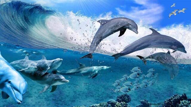 🐬 Делфини 🐬