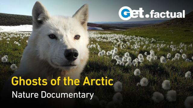 White Wolves - Ghosts of the Arctic | Full Documentary