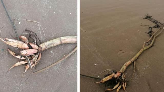 North west news update 2 August 2023: Highly poisonous plant is deadly to humans and dogs