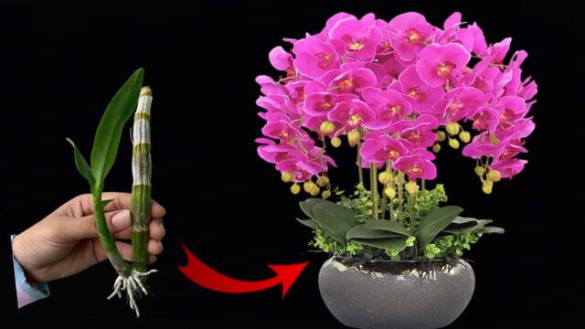 How to growing orchid at home easily,To make the garden at home