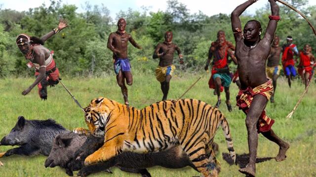 Tiger Attack Wild Boar In Maasai Territory! The Villagers Risked Their Lives To Protect Their Food
