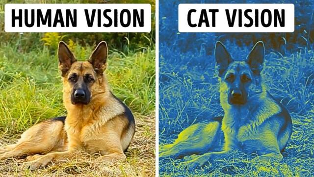 The World Through the Eyes of Animals