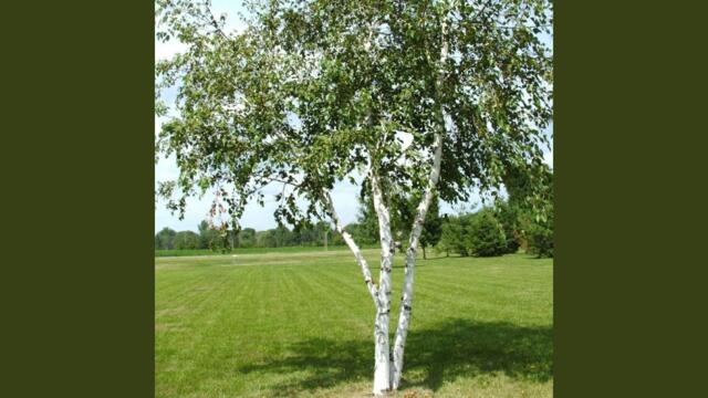 Белый День, Семин Валерий   -   А я люблю деревню