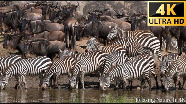4K African Wildlife - Great Migration from the Serengeti to the Maasai Mara, Kenya - part 2