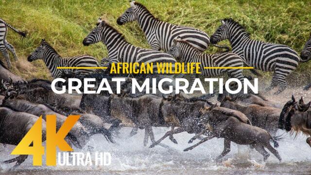 4K African Wildlife - Great Migration from the Serengeti to the Maasai Mara, Kenya (2160p 4k)