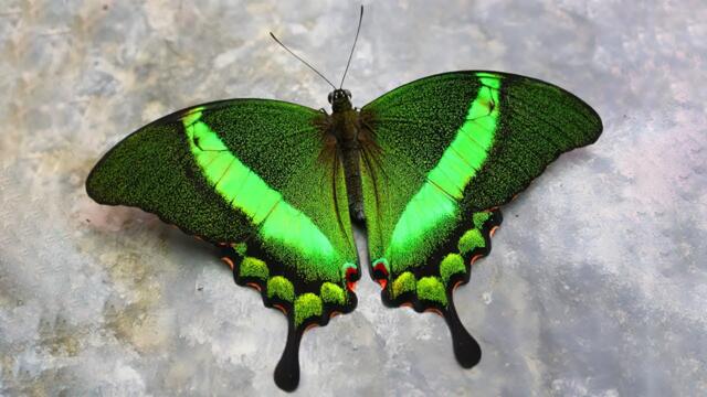 10 Most Beautiful Butterflies on Planet Earth