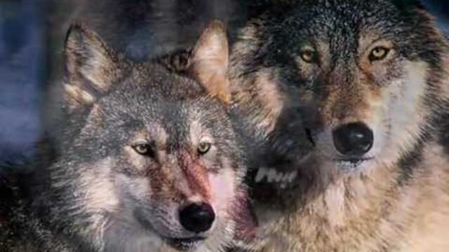 В.Клименков   -   Серый волк.