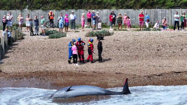 Watch as emergency crews look after washed up whale on Sussex beach