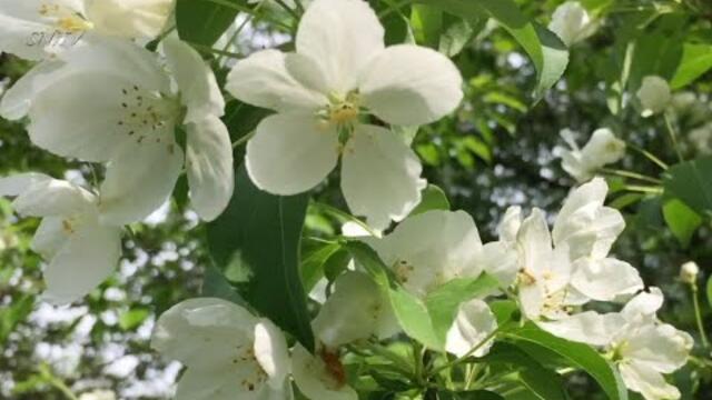 Природа Улыбается Цветущим Маем под Чудесную Музыку Сергея Чекалина!