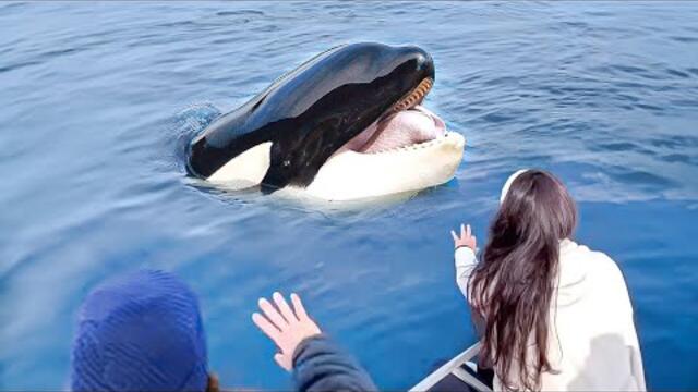 30 Orca Encouners That Will Make You Smile