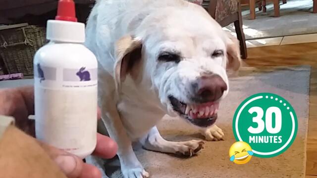 Hilarious Dog Hates Medicine 😅 | FUNNIEST Cats and Dogs - Best Pet Videos