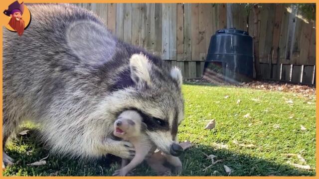 15 Hungry Raccoons Chase And Kill Animals Fearlessly