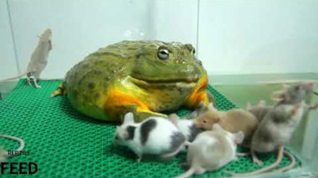 GIANT AFRICAN BULLFROG vs 10 Mouse , How many Mice can a African Bullfrog Eat ?